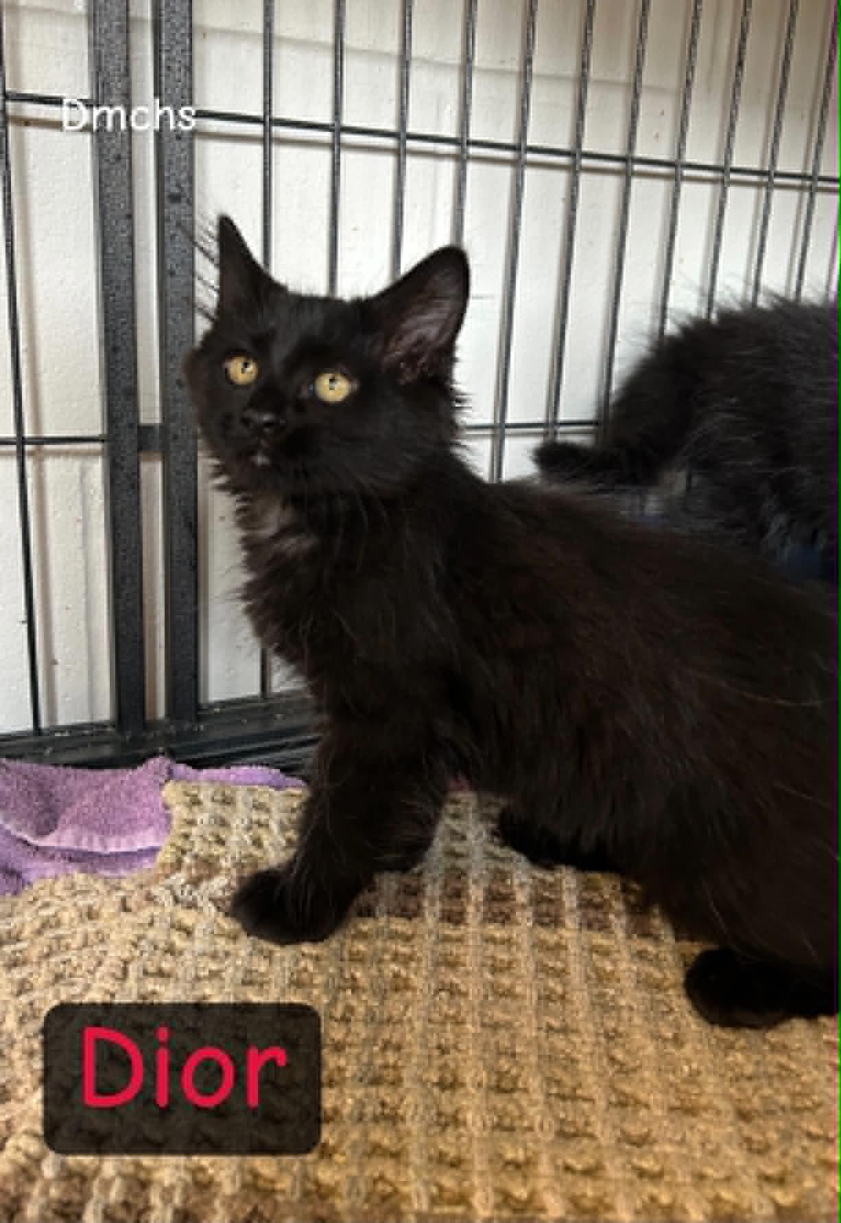 Dior, Adoptable, Kitten Female Domestic Long Hair.