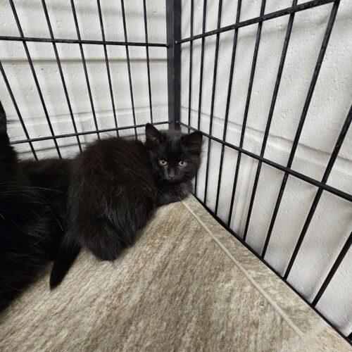 Enlarge Dior, a Adoptable Domestic Long Hair in Burlington, IA image 2/2