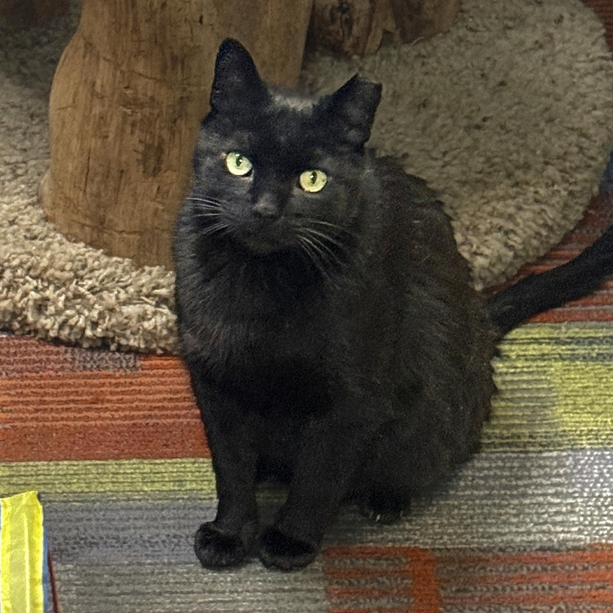 Enlarge Yakko, a Adoptable mixed breed in Santa Fe, NM image 2/6