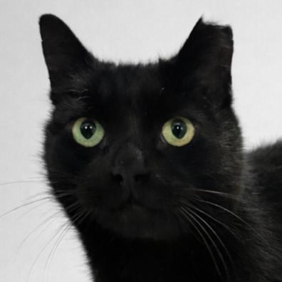 Yakko, Adoptable, Adult Male Domestic Short Hair.
