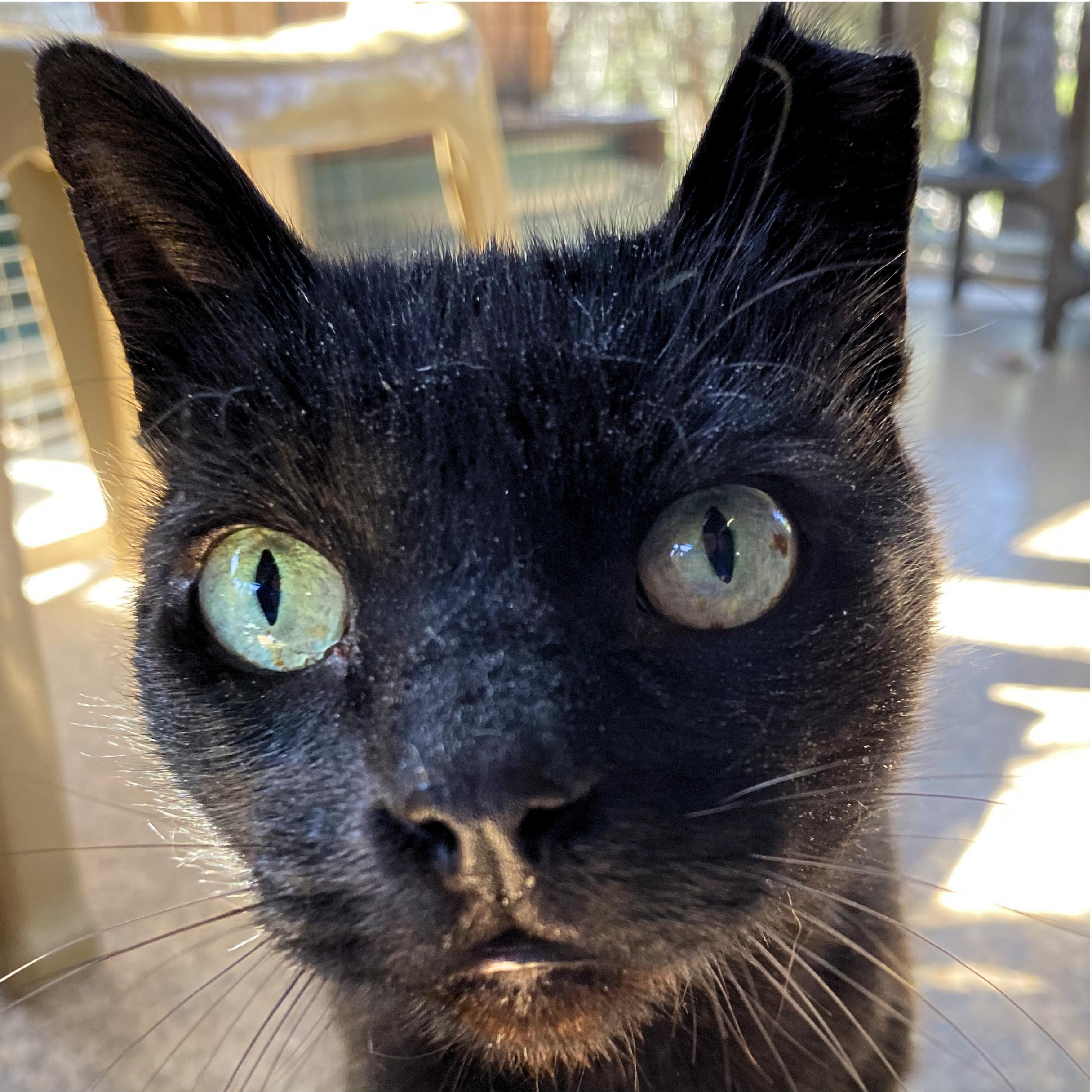 Enlarge Yakko, a Adoptable mixed breed in Santa Fe, NM image 4/6
