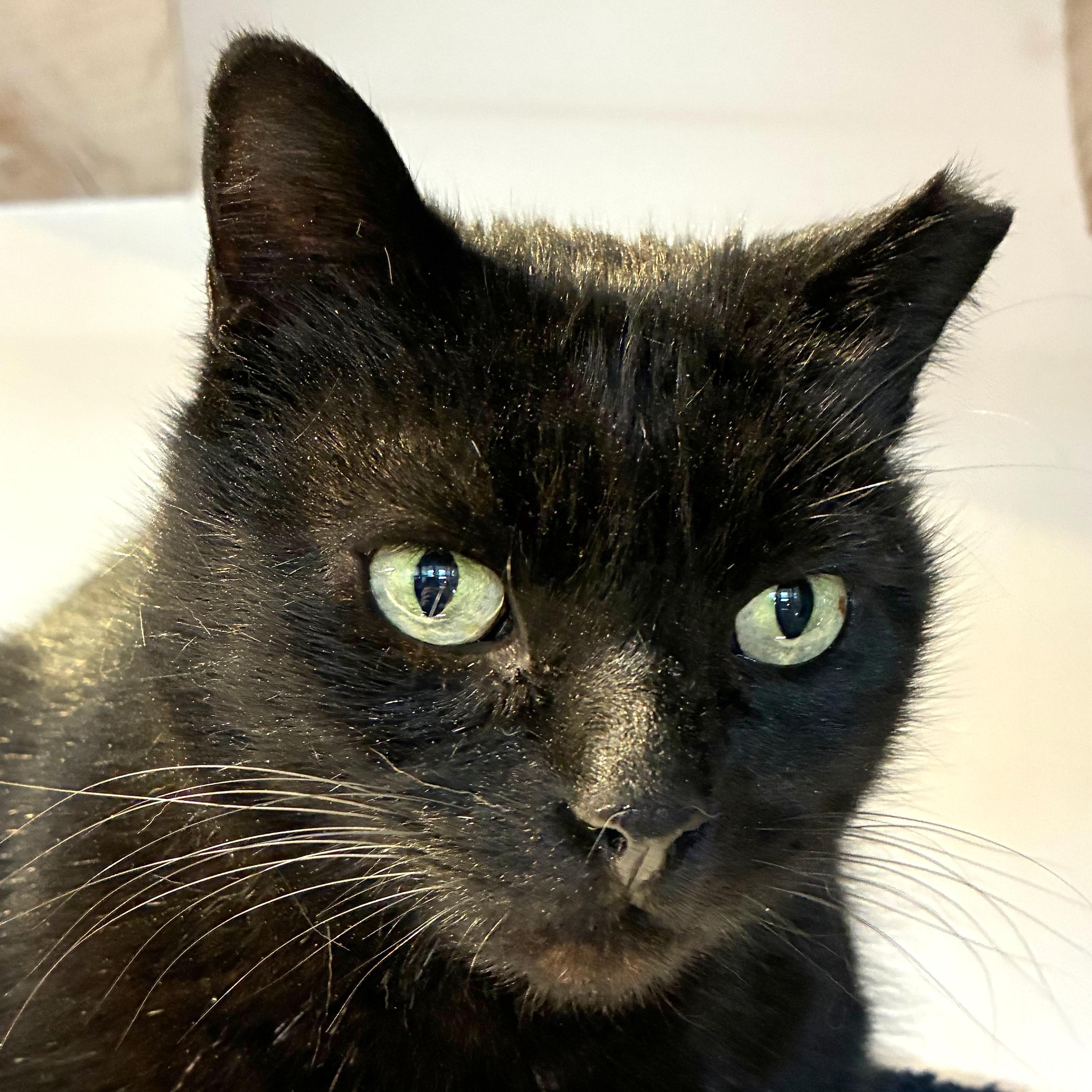 Yakko, a Adoptable mixed breed in Santa Fe, NM image 5/6