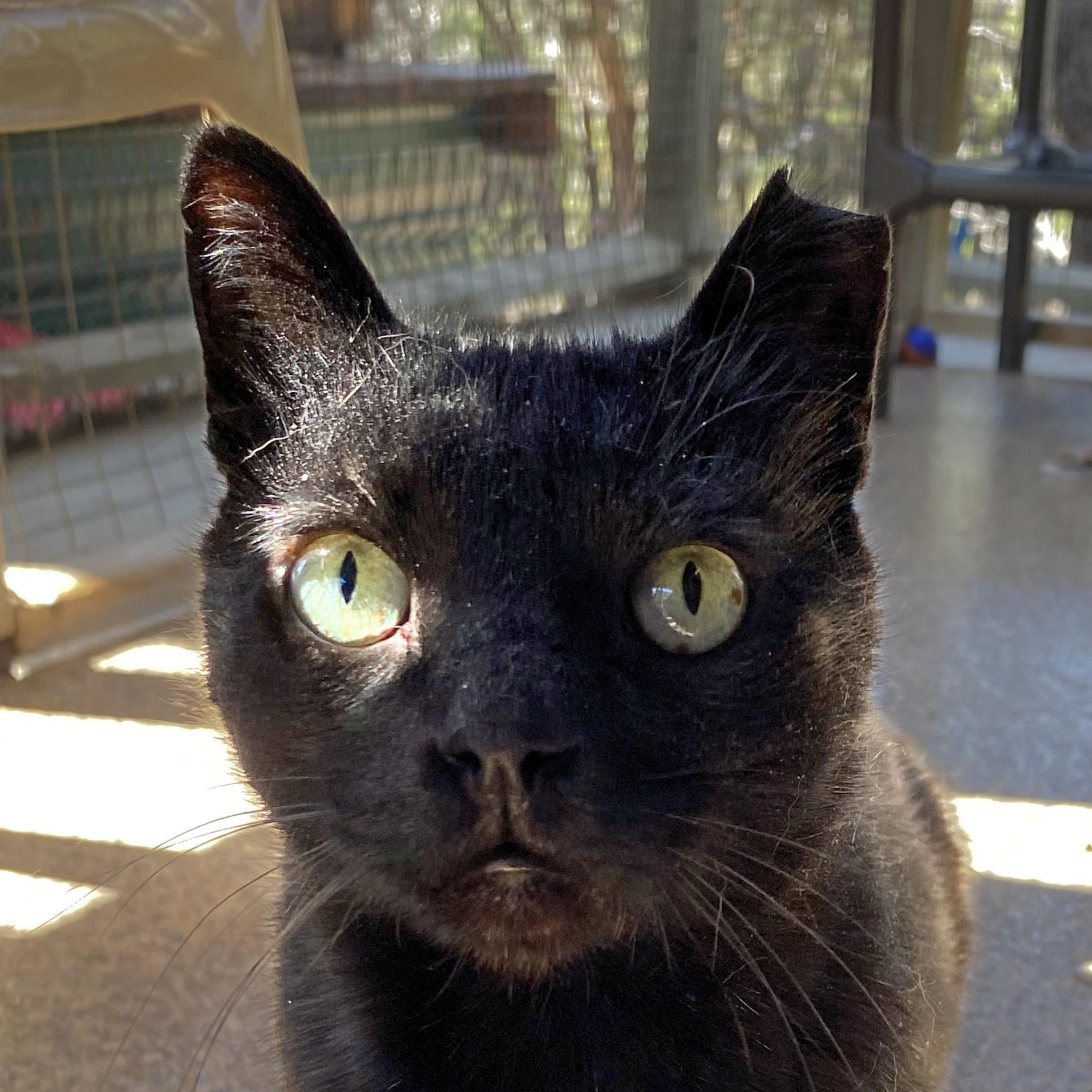Enlarge Yakko, a Adoptable mixed breed in Santa Fe, NM image 6/6