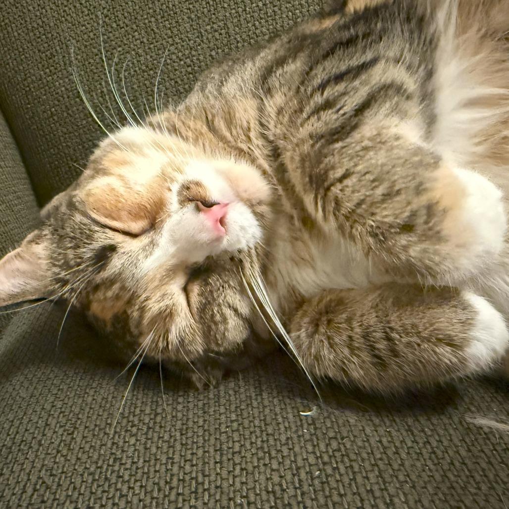 Miranda — thumbnail 2