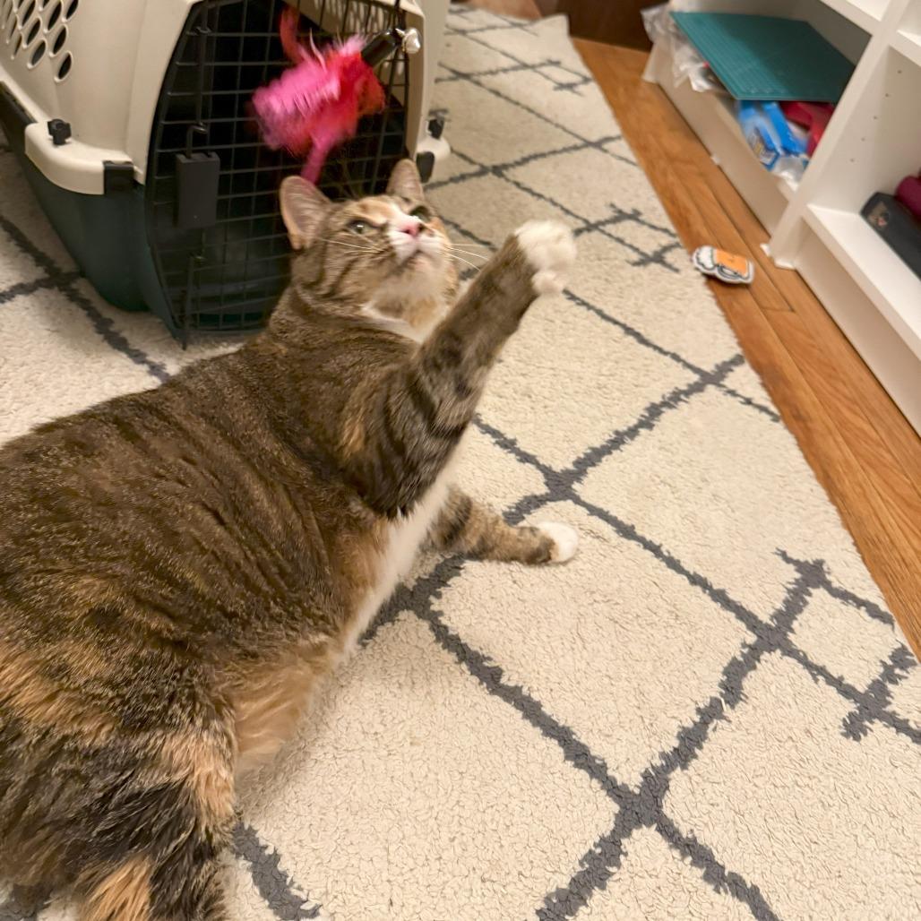 Miranda — thumbnail 3