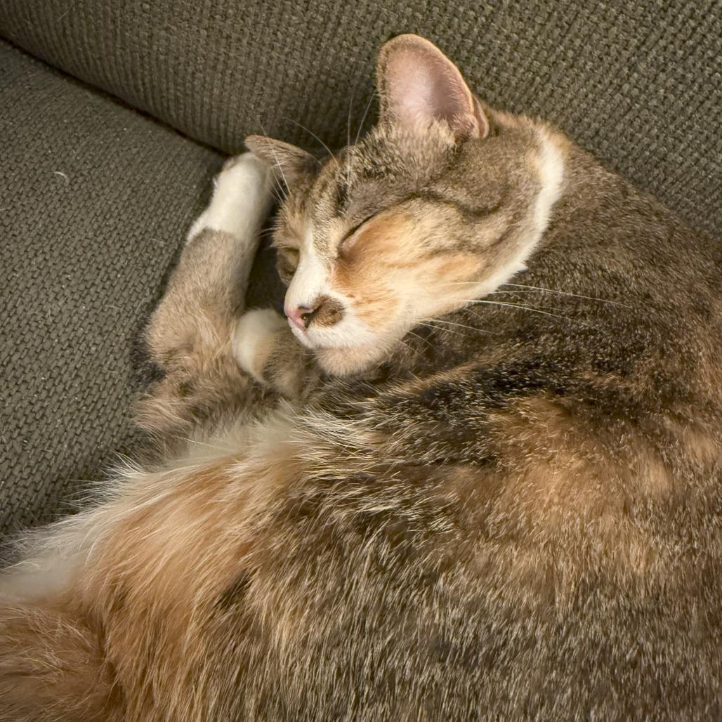 Miranda — thumbnail 6