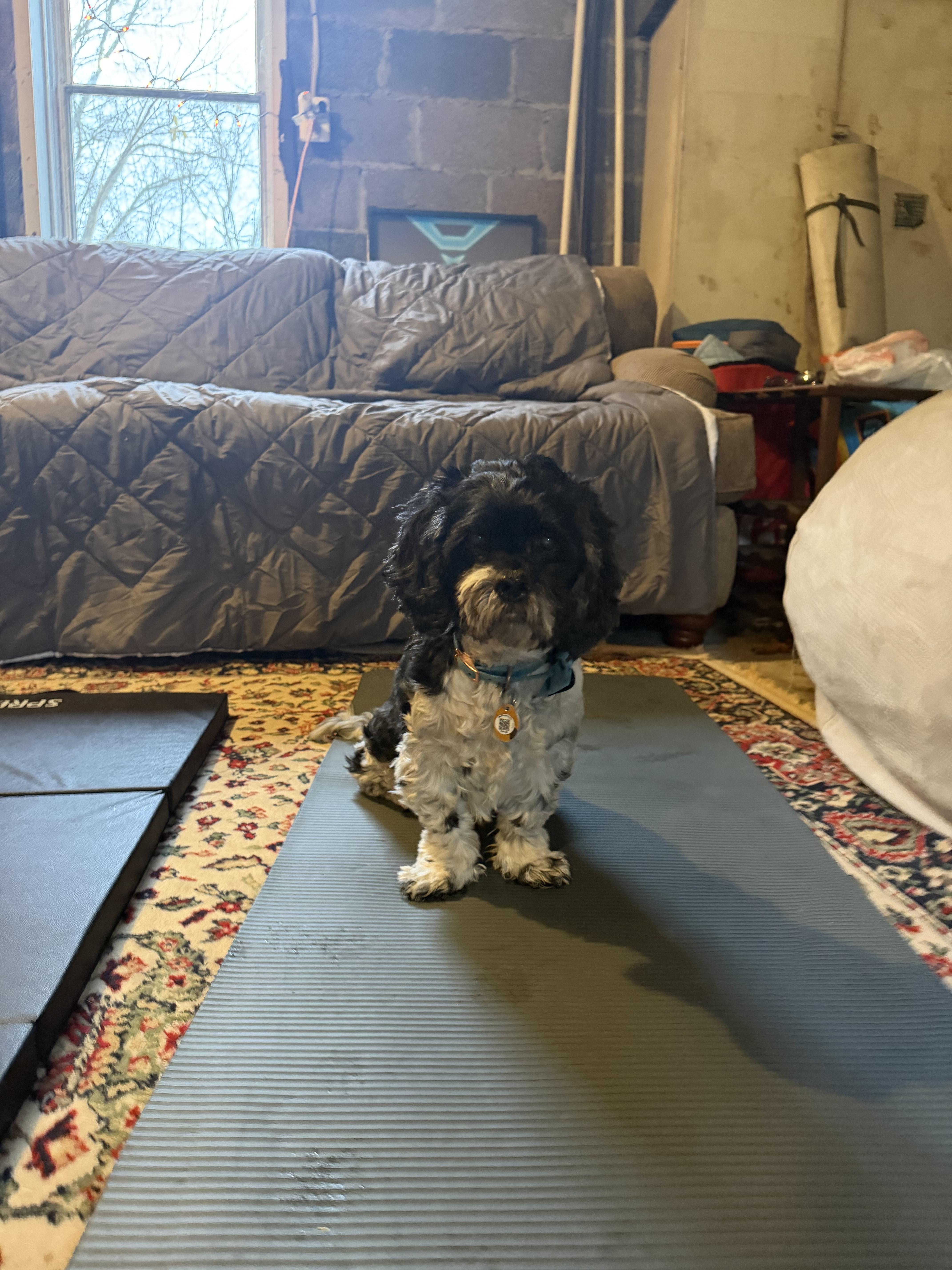 Enlarge Skippy, a Adoptable Cocker Spaniel in Maple Glen, PA image 5/6