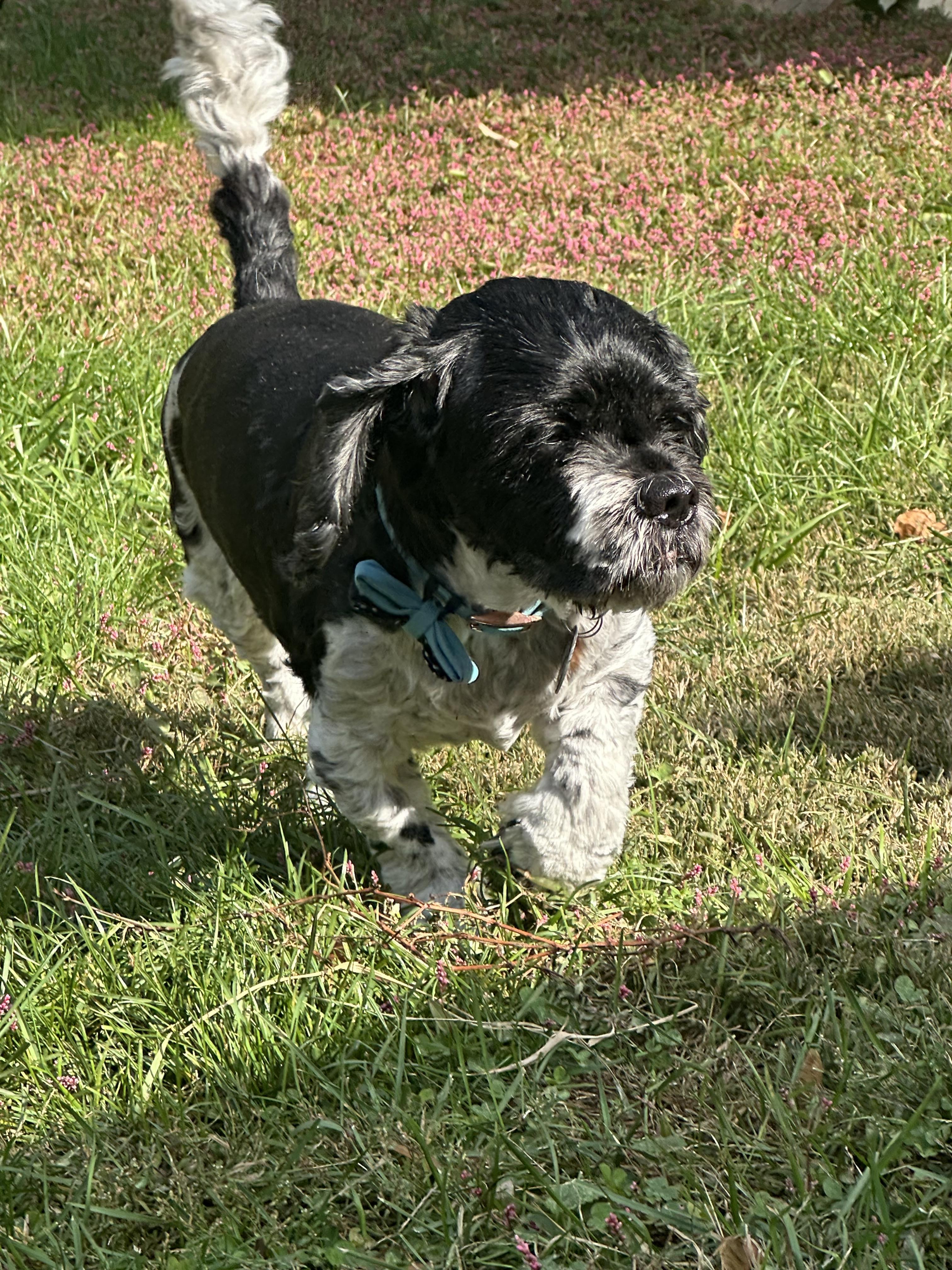 Enlarge Skippy, a Adoptable Cocker Spaniel in Maple Glen, PA image 3/6