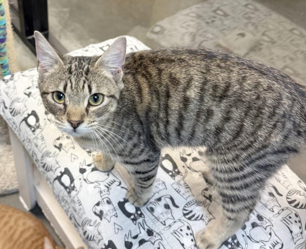 Enlarge Pippa, an adopted Tabby in Rock Hill, SC image 2/2