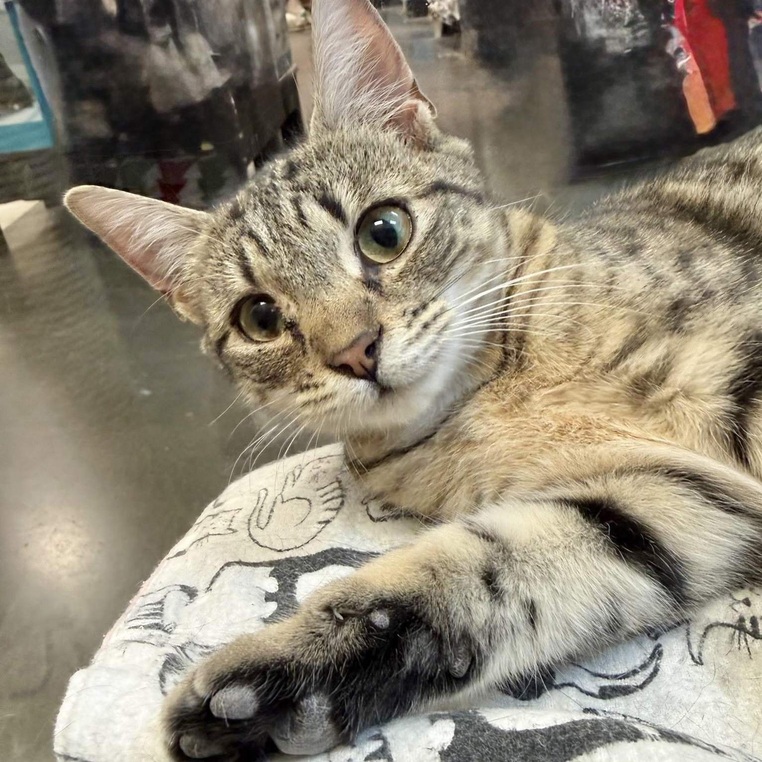 Enlarge Pippa, an adopted Tabby in Rock Hill, SC image 1/2