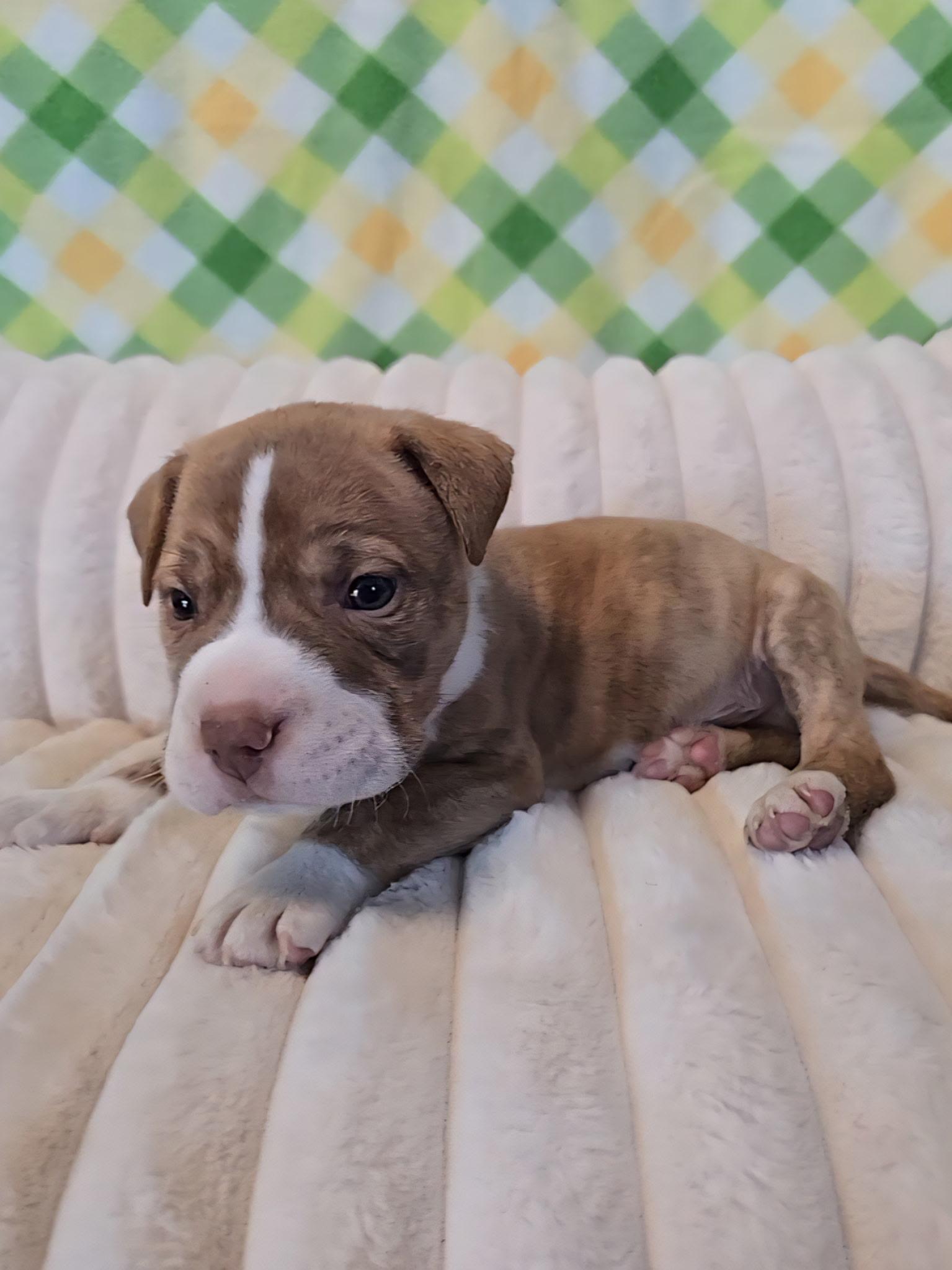 Enlarge Loki, an adopted mixed breed in Hayward, CA image 4/6