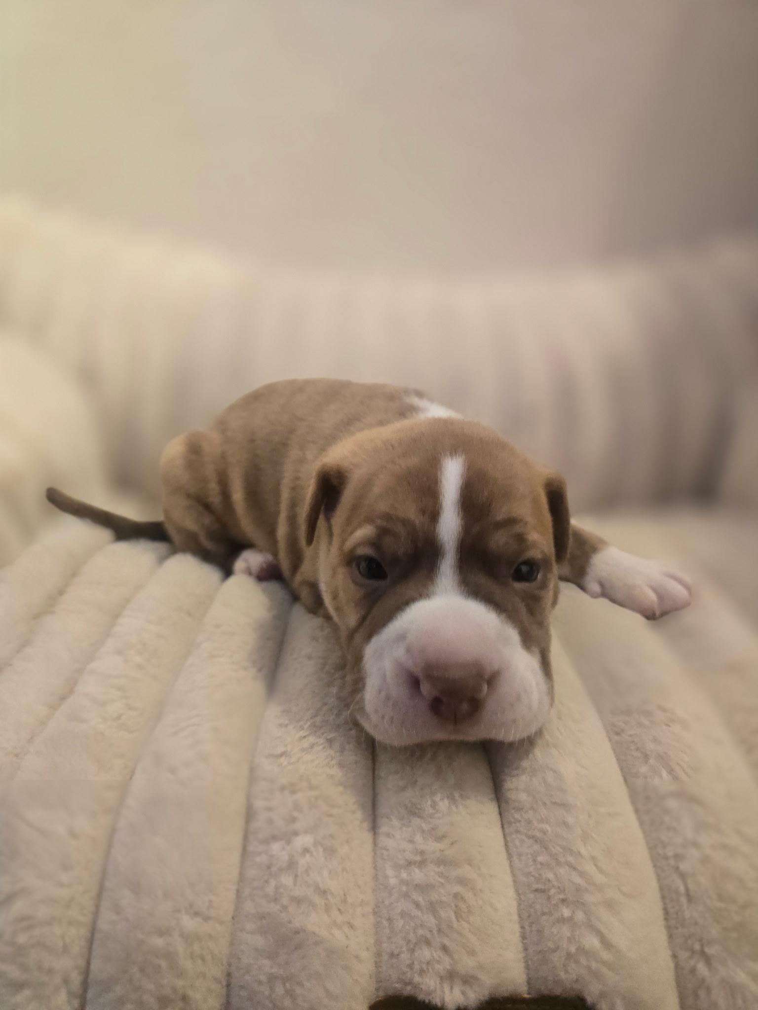 Enlarge Loki, an adopted mixed breed in Hayward, CA image 6/6