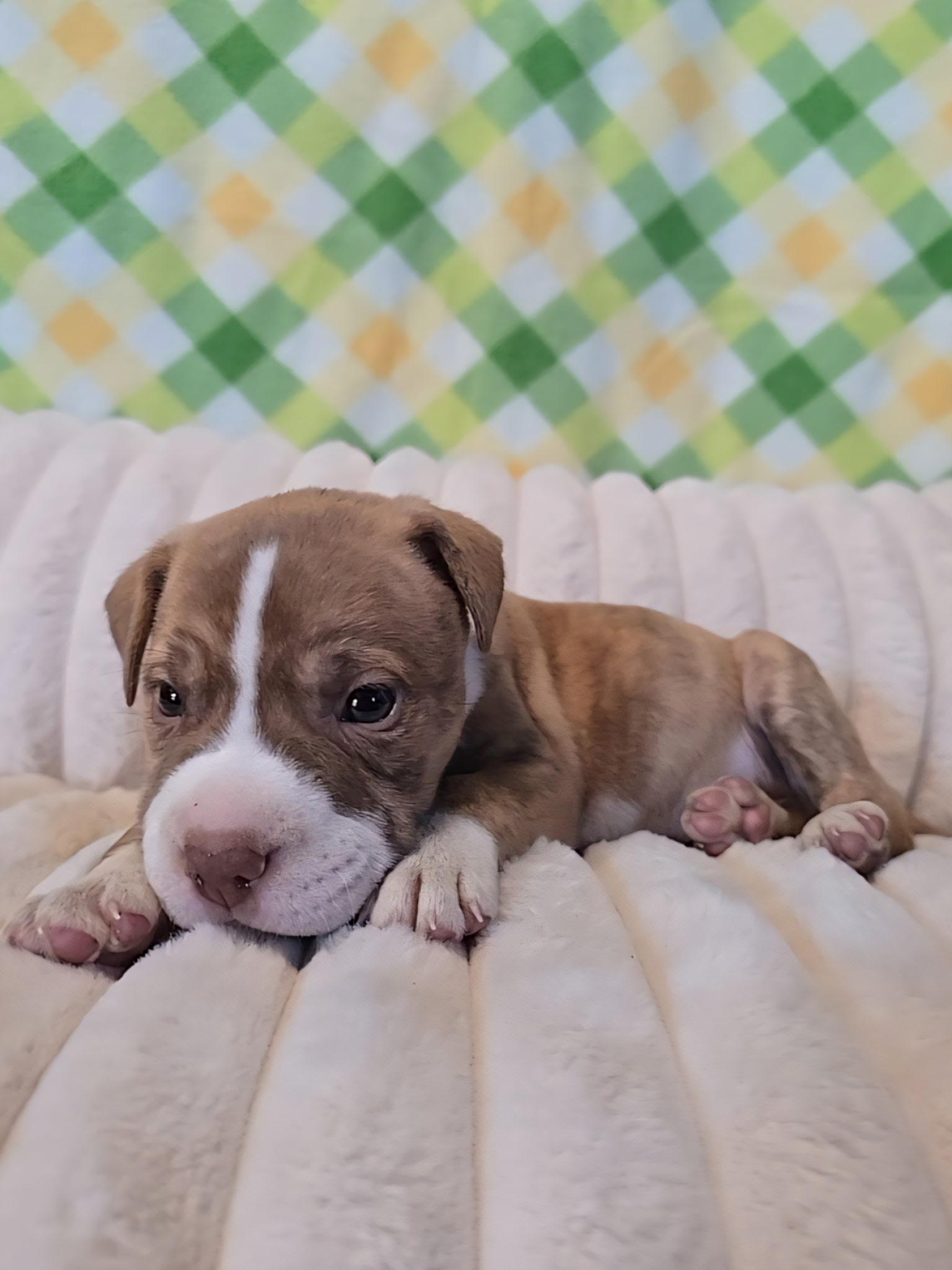 Enlarge Loki, an adopted mixed breed in Hayward, CA image 2/6