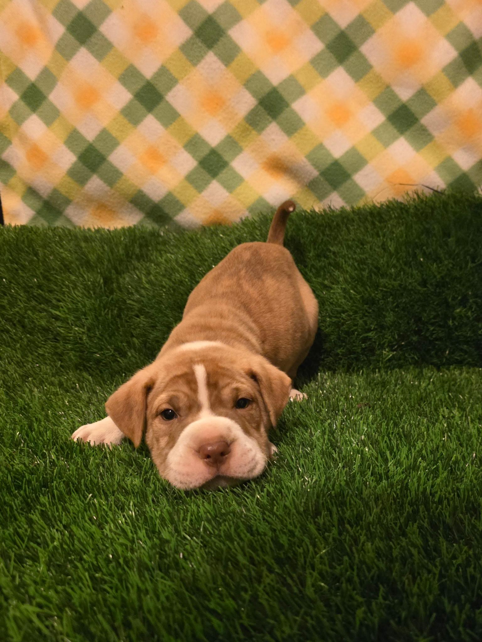 Enlarge Loki, an adopted mixed breed in Hayward, CA image 3/6