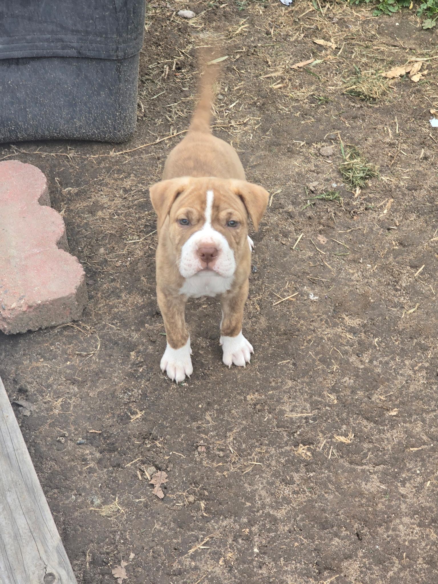 Enlarge Loki, an adopted mixed breed in Hayward, CA image 5/6
