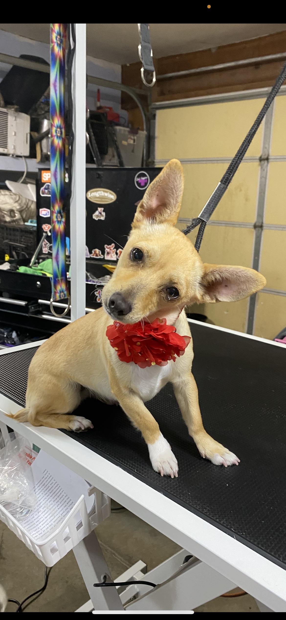 Enlarge Lady, a Adoptable mixed breed in Hamden, CT image 4/6