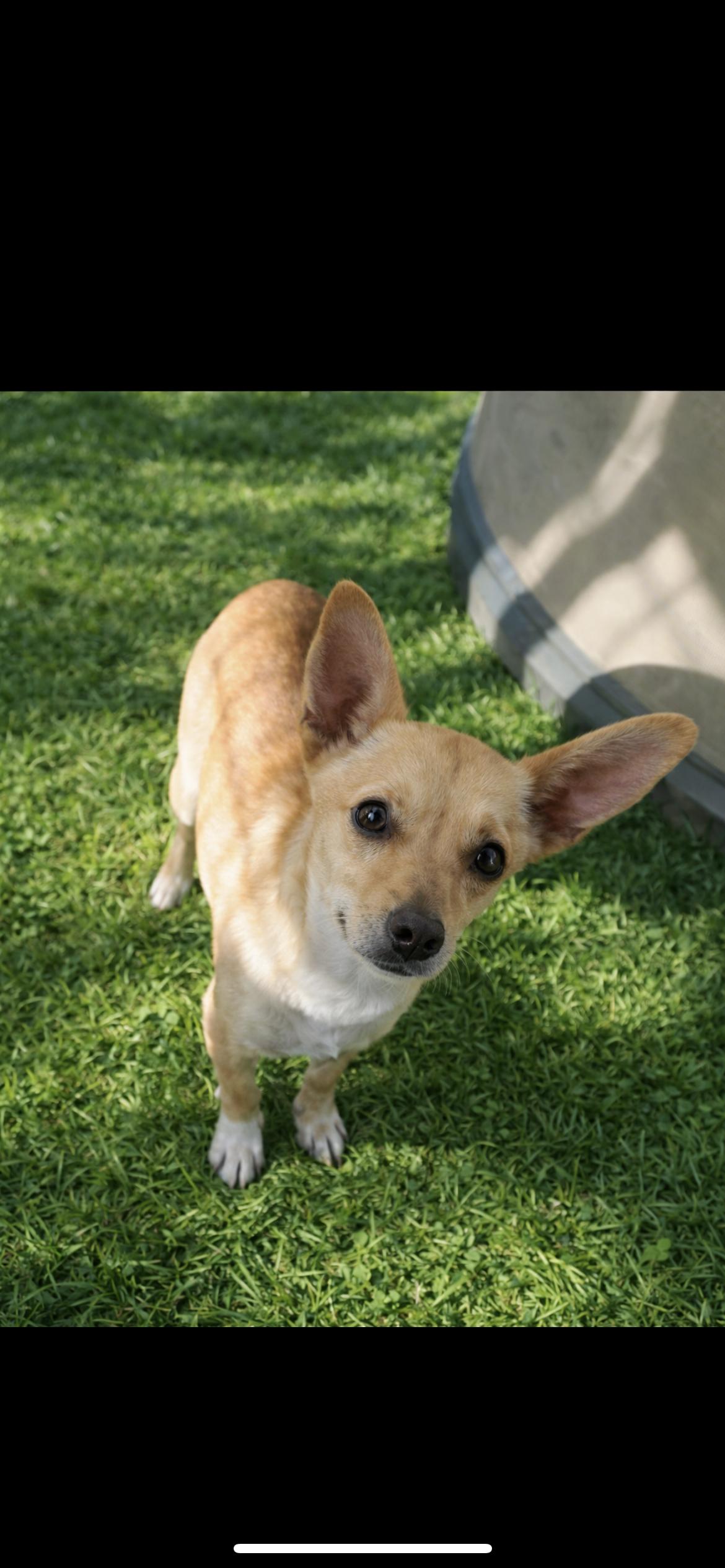 Enlarge Lady, a Adoptable mixed breed in Hamden, CT image 3/6