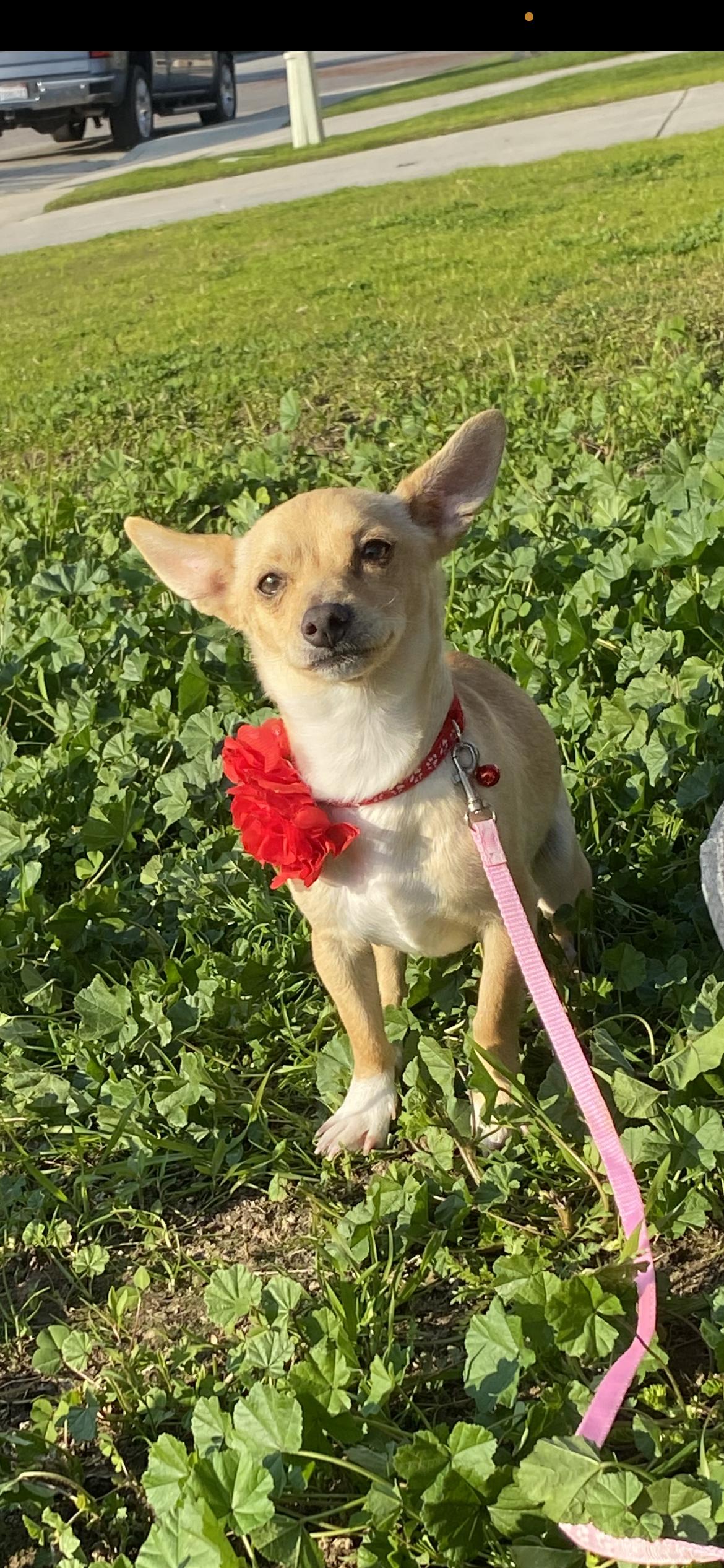 Enlarge Lady, a Adoptable mixed breed in Hamden, CT image 5/6