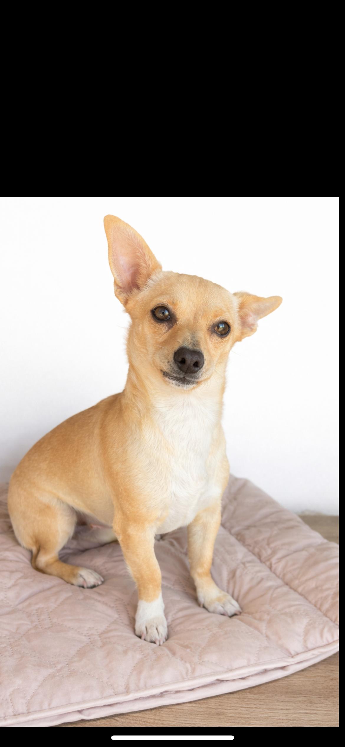 Enlarge Lady, a Adoptable mixed breed in Hamden, CT image 1/6