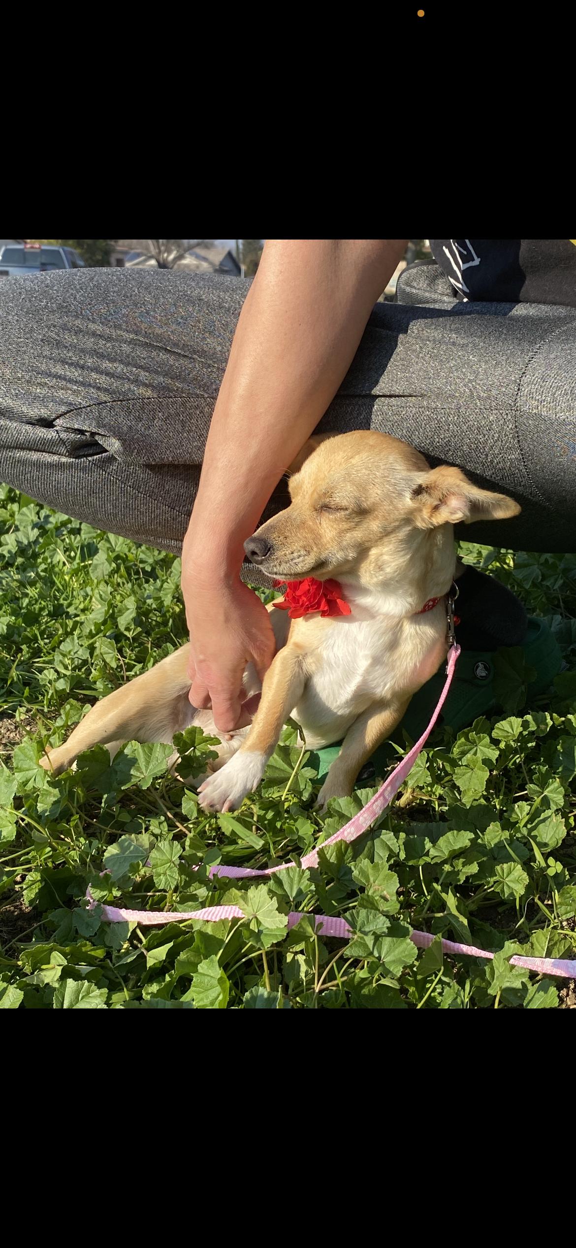 Enlarge Lady, a Adoptable mixed breed in Hamden, CT image 6/6