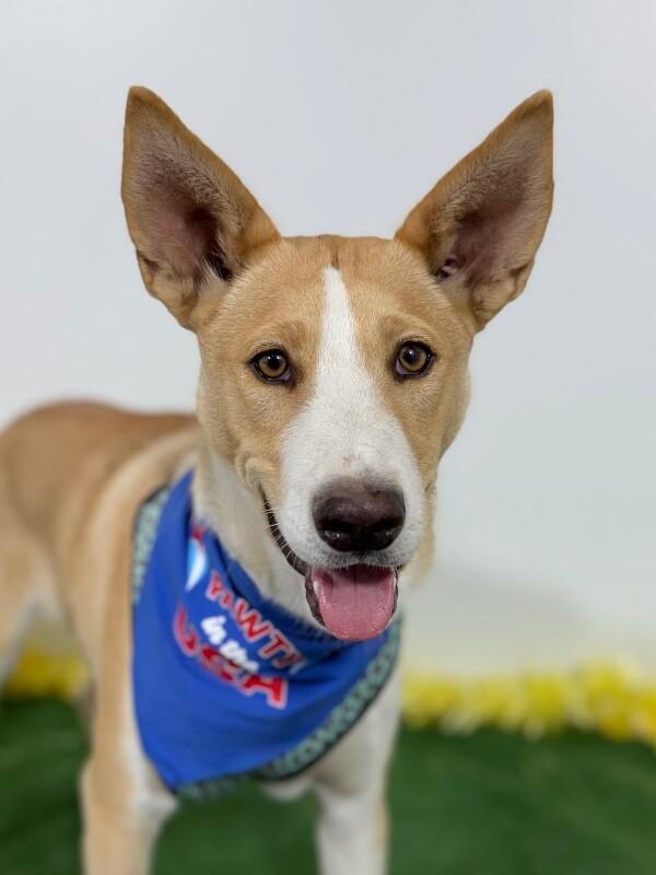 Enlarge Coby, a Adoptable mixed breed in San Clemente, CA image 1/2