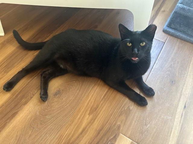 Duke, a Adoptable Domestic Short Hair in Sayreville, NJ image 1/3