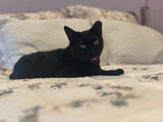 Duke, Adoptable, Adult Male Domestic Short Hair.