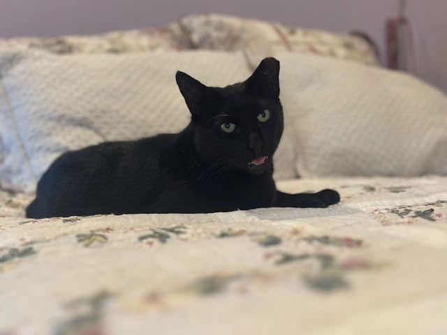 Enlarge Duke, a Adoptable Domestic Short Hair in Sayreville, NJ image 1/3