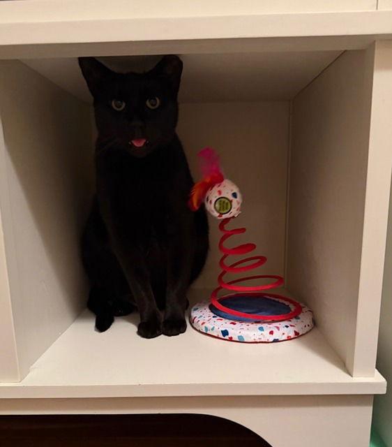 Duke, a Adoptable Domestic Short Hair in Sayreville, NJ image 2/3