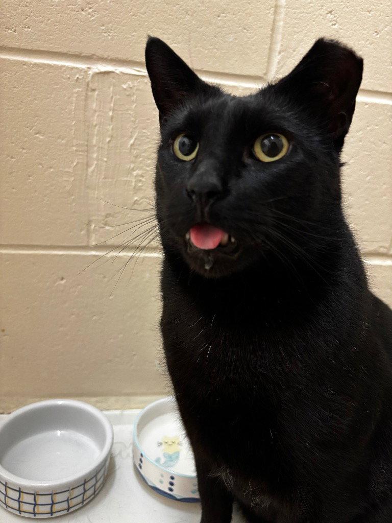 Enlarge Duke, a Adoptable Domestic Short Hair in Sayreville, NJ image 2/3