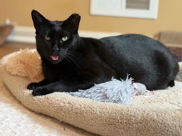 Enlarge Duke, a Adoptable Domestic Short Hair in Sayreville, NJ image 3/3