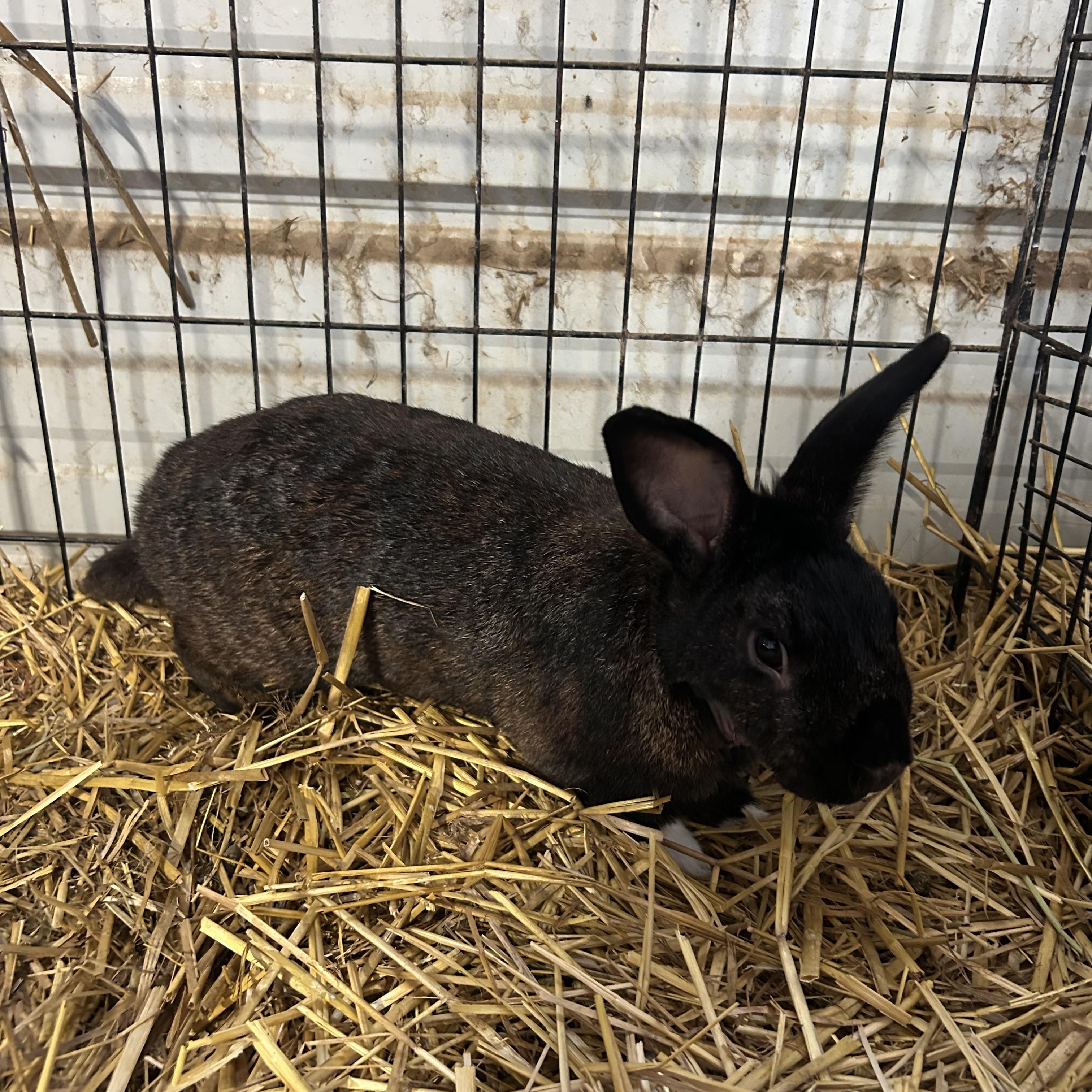 Bailey, a ADOPTABLE Bunny Rabbit in Bishopville, SC image 2/2