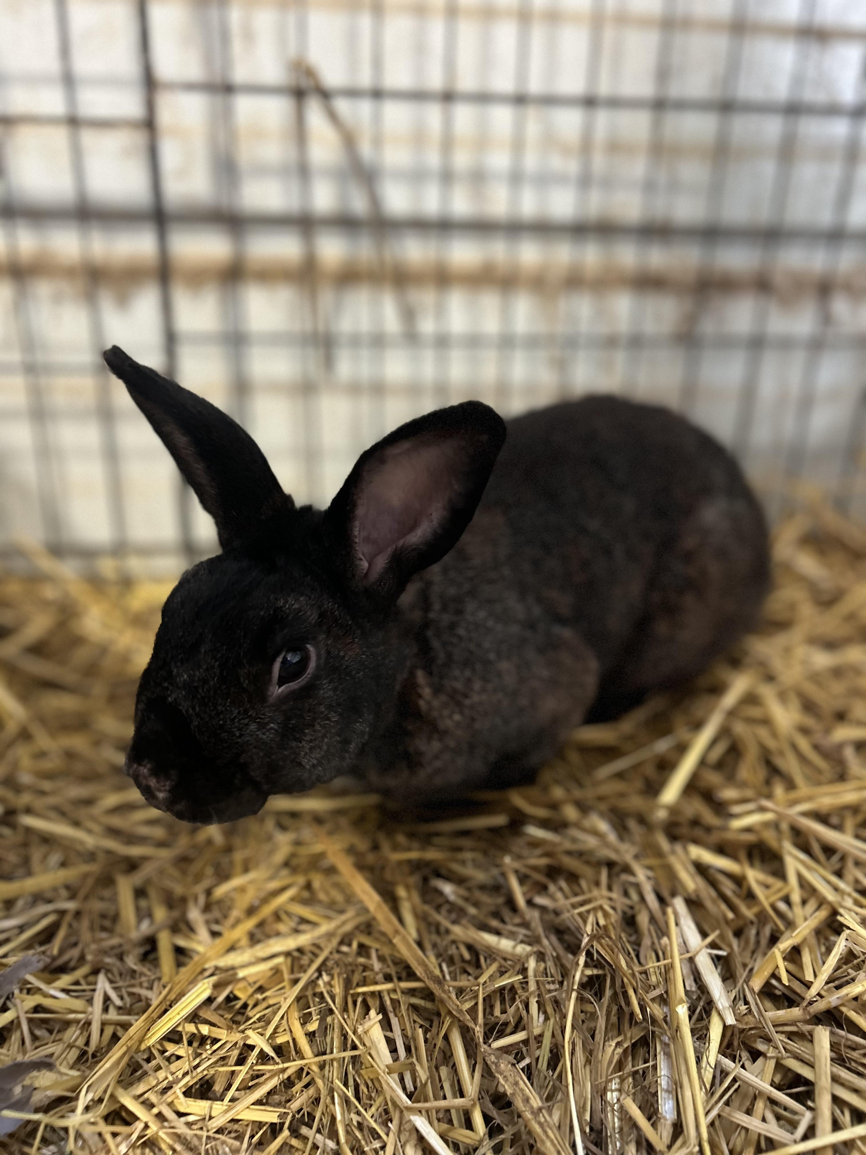 Bailey, a ADOPTABLE Bunny Rabbit in Bishopville, SC image 1/2