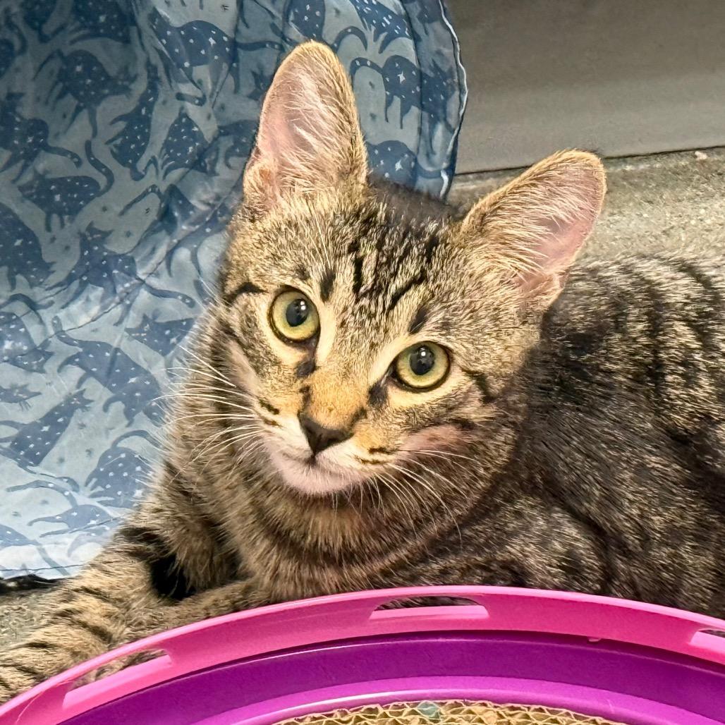Cub, Adoptable, Kitten Male Domestic Medium Hair.
