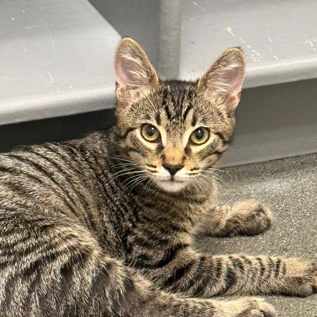 Enlarge Cub, a Adoptable Domestic Medium Hair in Pleasanton, CA image 2/3