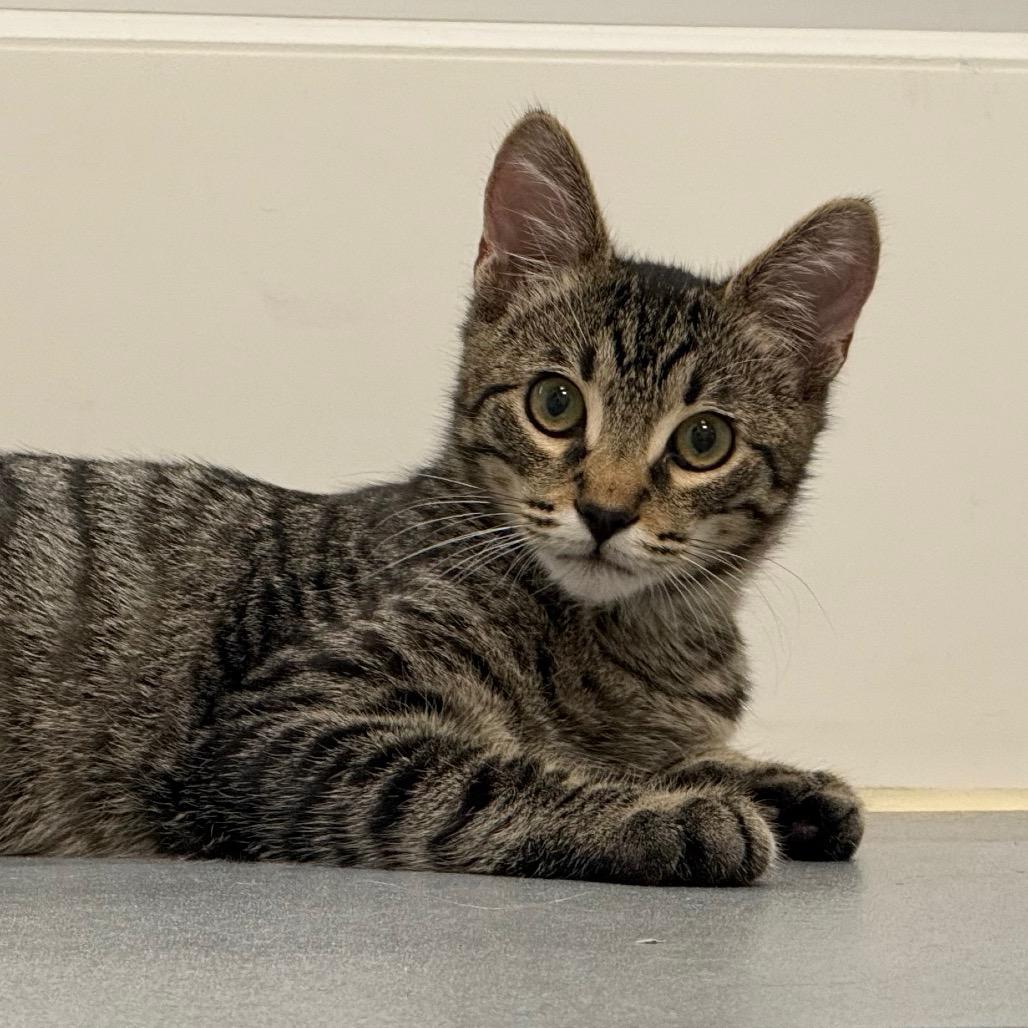 Enlarge Cub, a Adoptable Domestic Medium Hair in Pleasanton, CA image 3/3