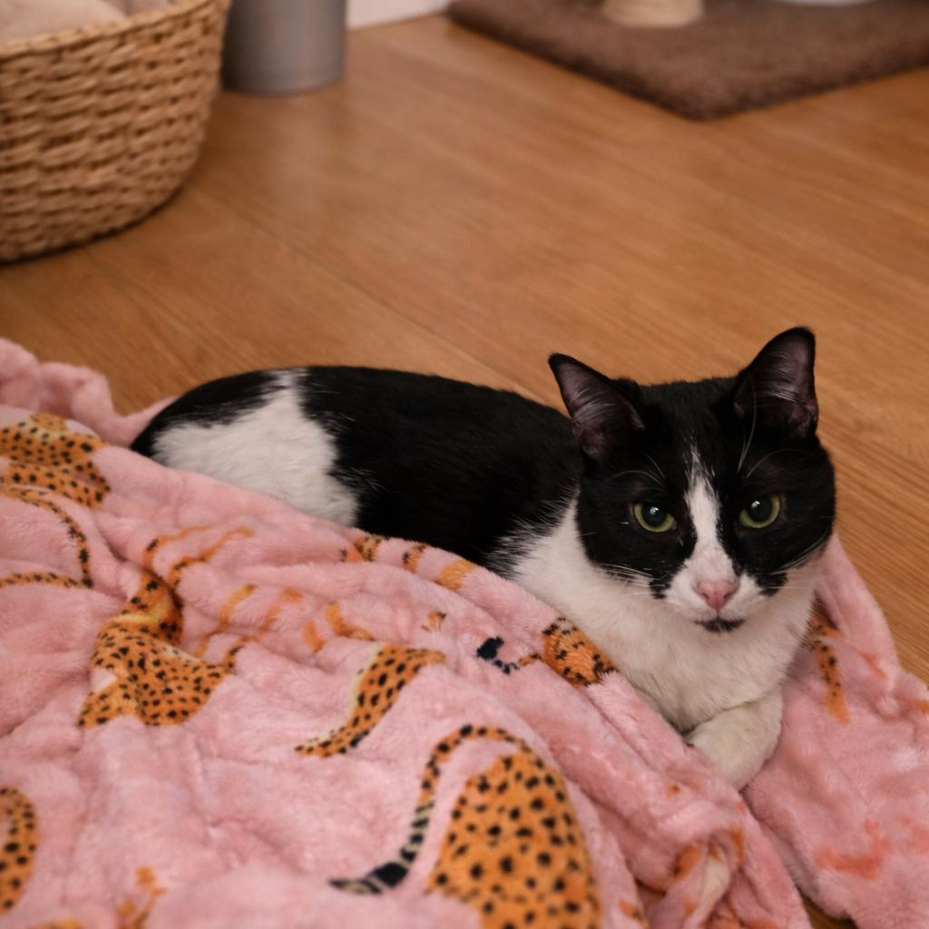 Enlarge Tash, a Adoptable Domestic Medium Hair in Asher, OK image 1/1
