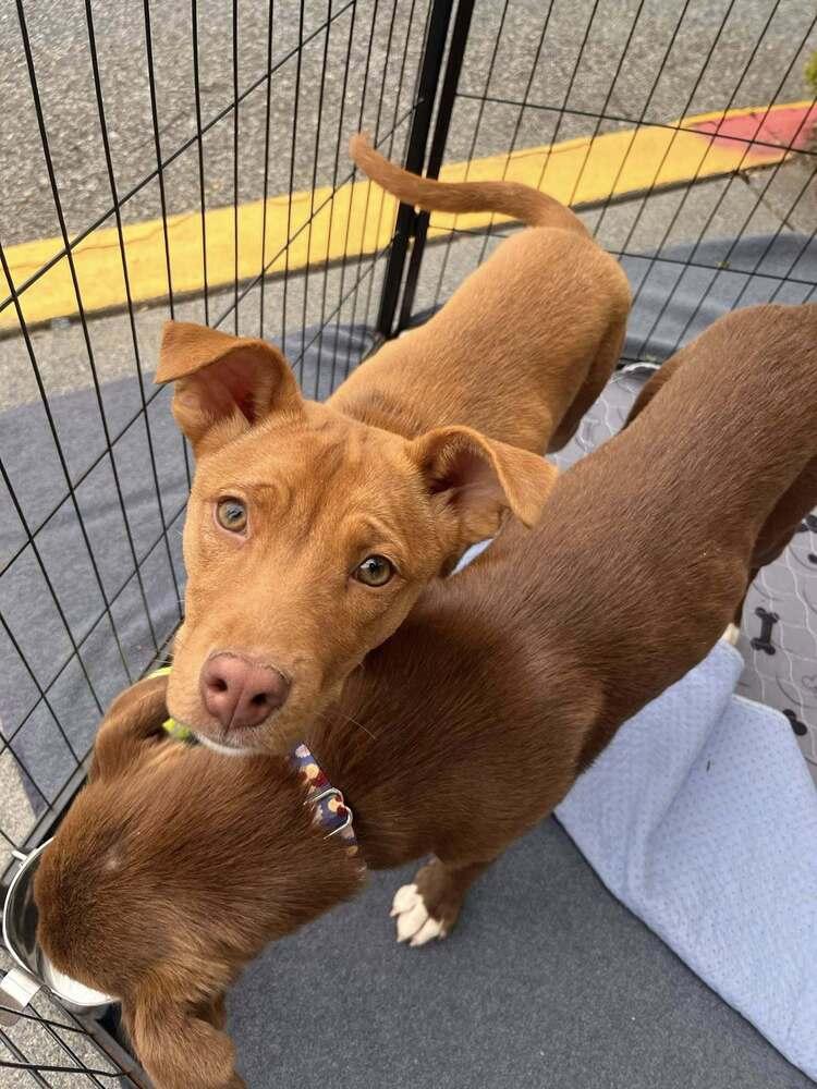 Dolly, Adoptable, Puppy Female Mixed Breed.