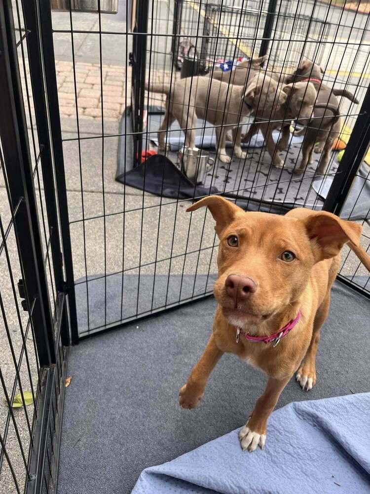 Enlarge Dolly, a Adoptable mixed breed in Acworth, GA image 2/4