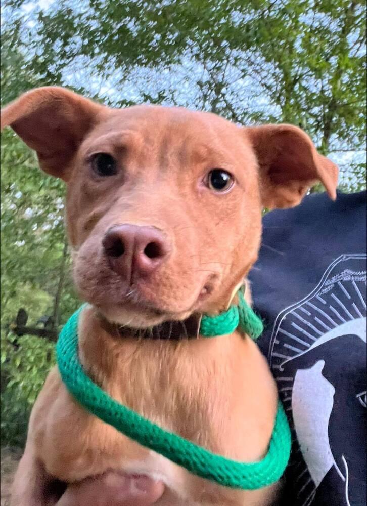 Enlarge Dolly, a Adoptable mixed breed in Acworth, GA image 3/4