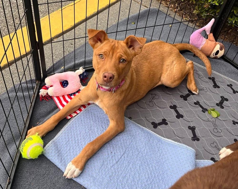 Enlarge Dolly, a Adoptable mixed breed in Acworth, GA image 4/4