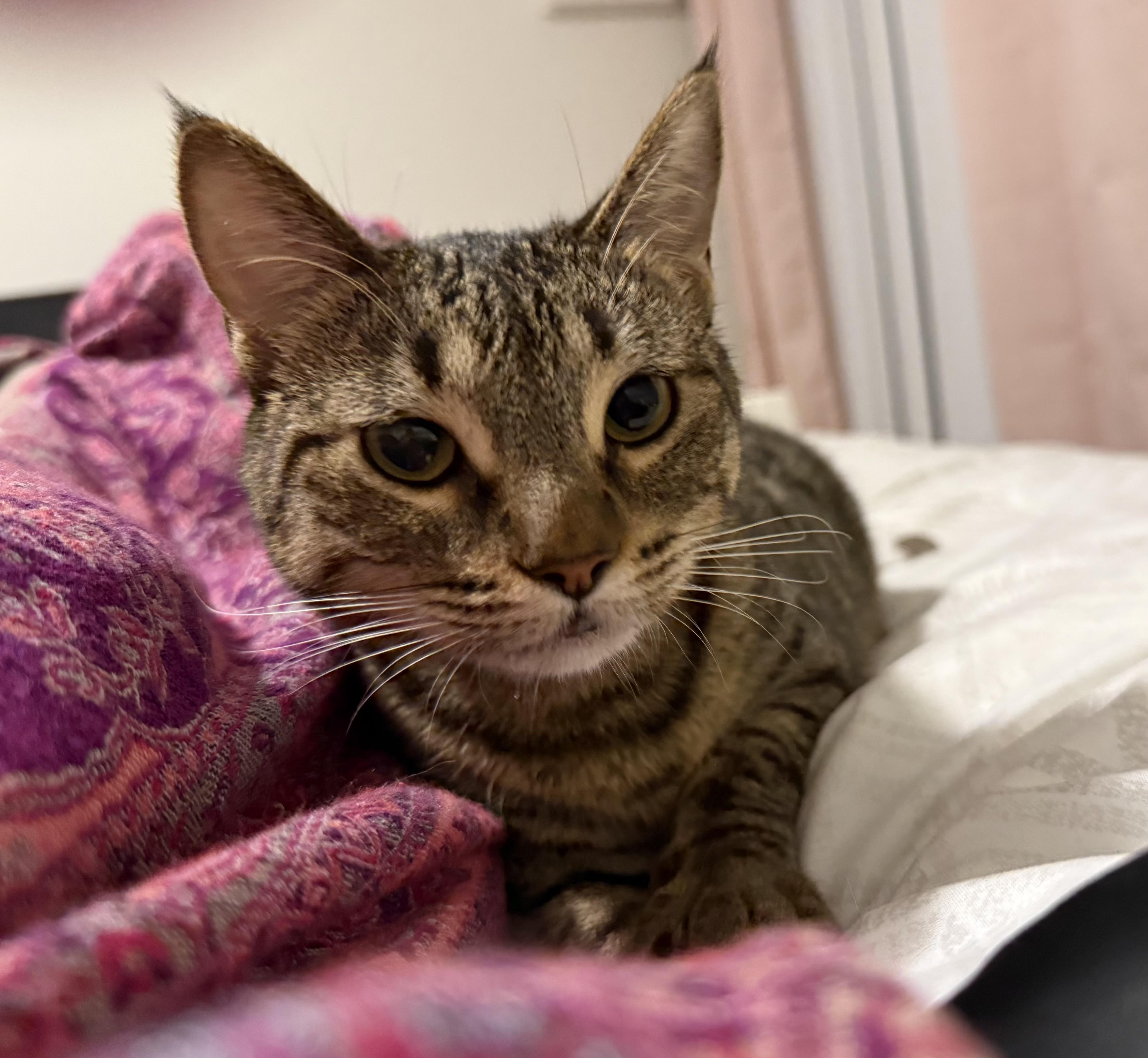 Enlarge June, a ADOPTABLE Tabby in Poway, CA image 4/4