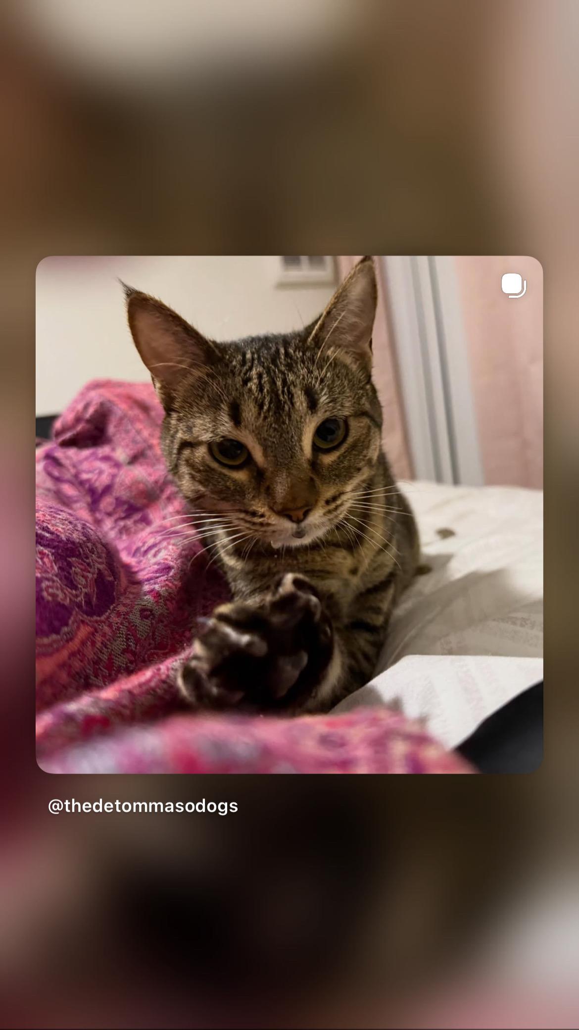 Enlarge June, a ADOPTABLE Tabby in Poway, CA image 3/4