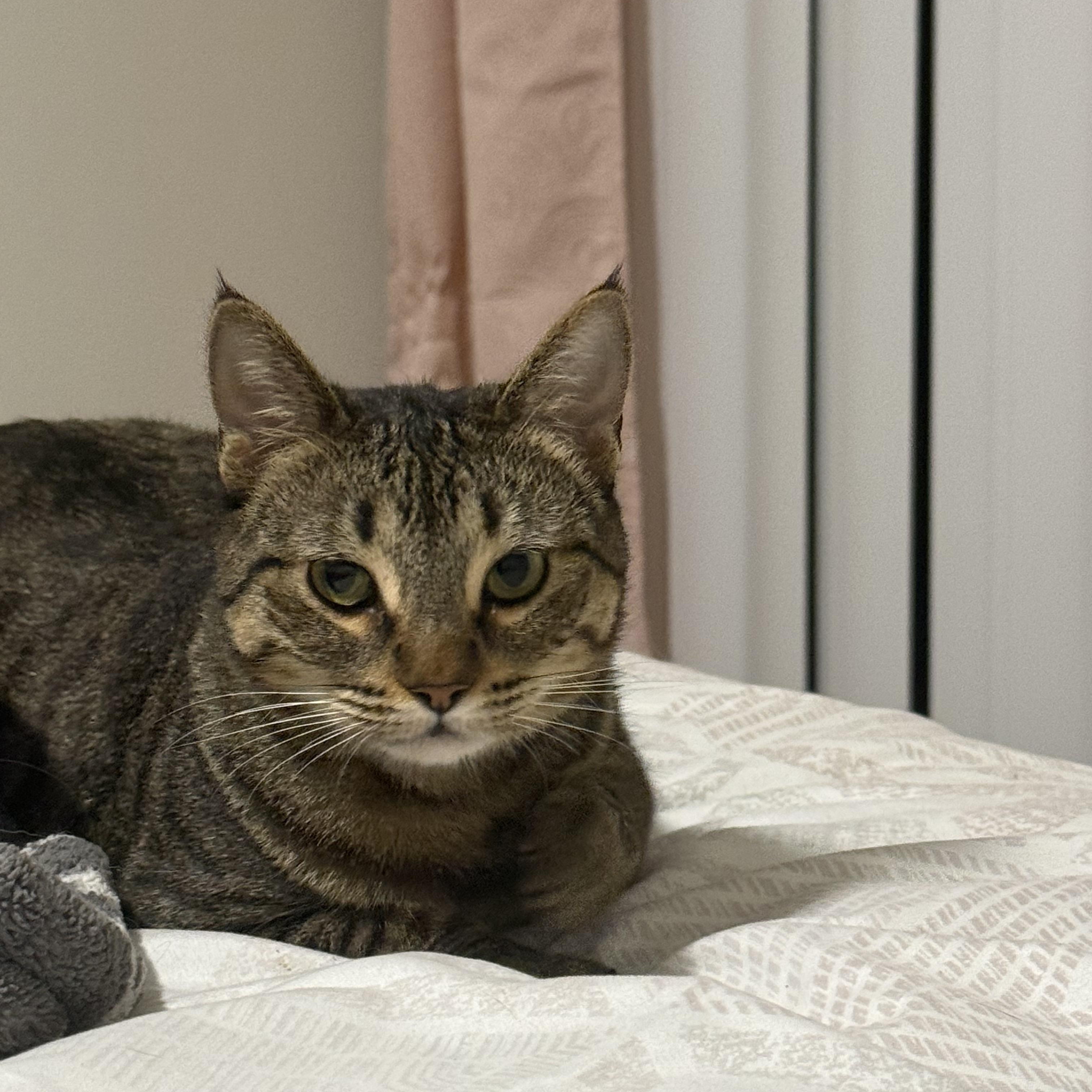 Enlarge June, a ADOPTABLE Tabby in Poway, CA image 2/4