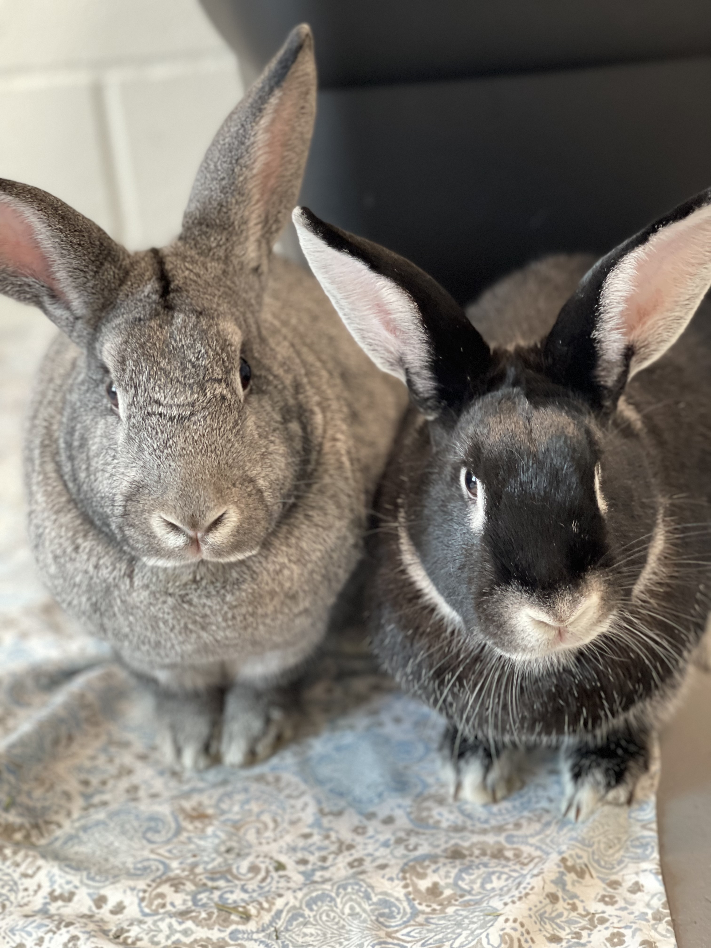 Cedric & Cecilia photo 1