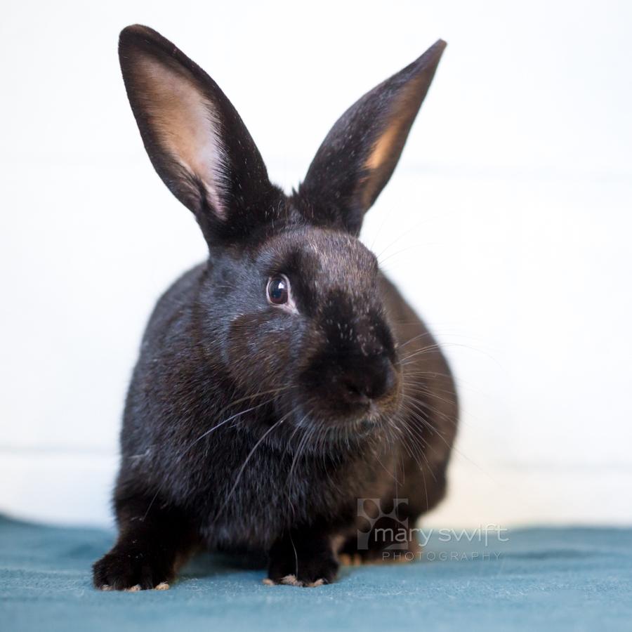 John Howard, Adoptable, Adult Male American.