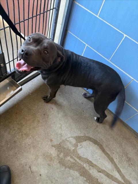 Enlarge BEAUTY, a Adoptable Pit Bull Terrier in Norco, CA image 1/1