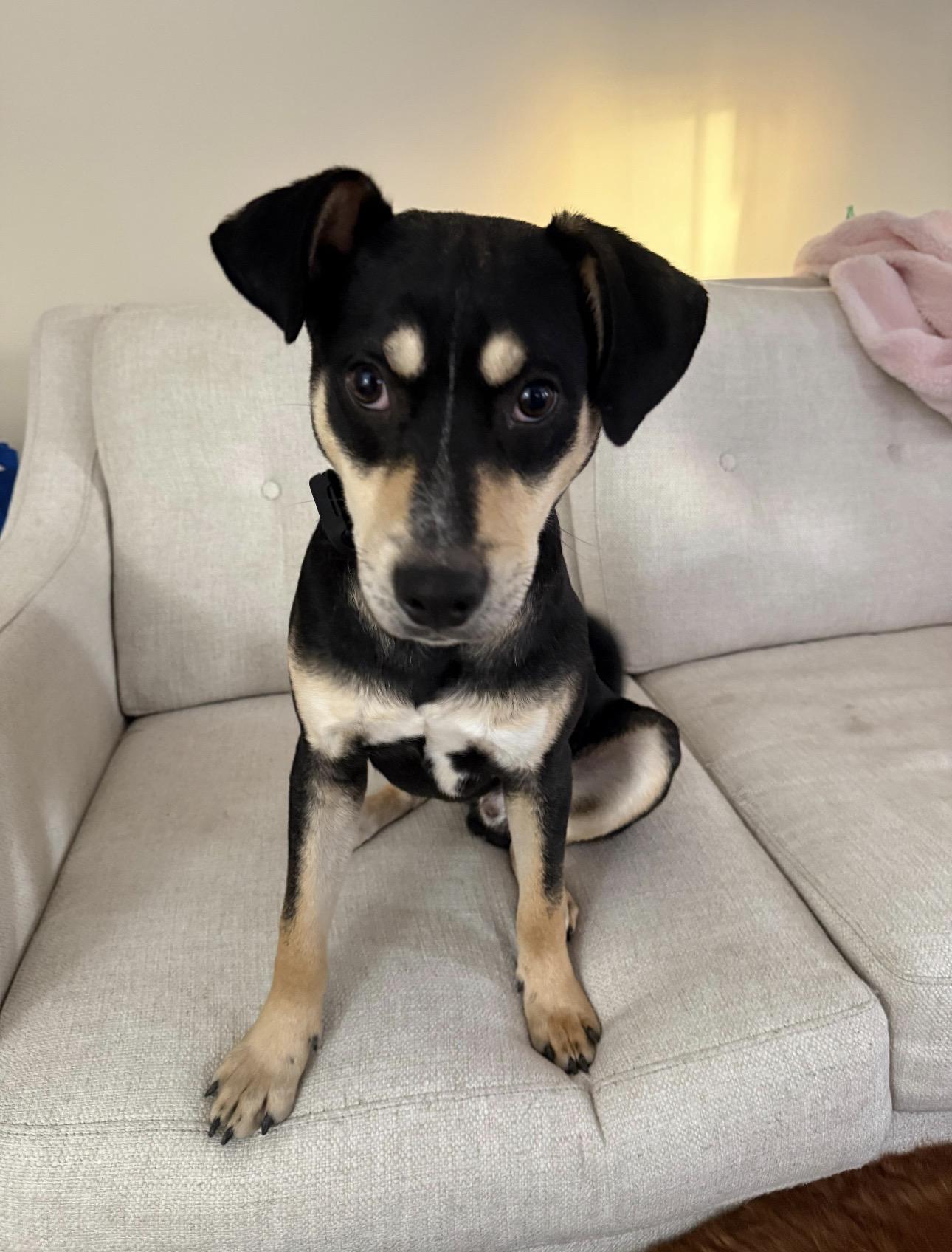 Enlarge PUDGE, an adoptable mixed breed in Riva, MD image 1/6