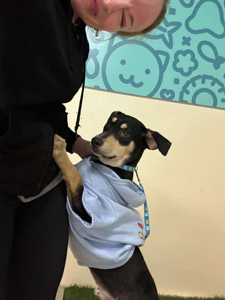 Pudge  Best Puppy thumbnail 2