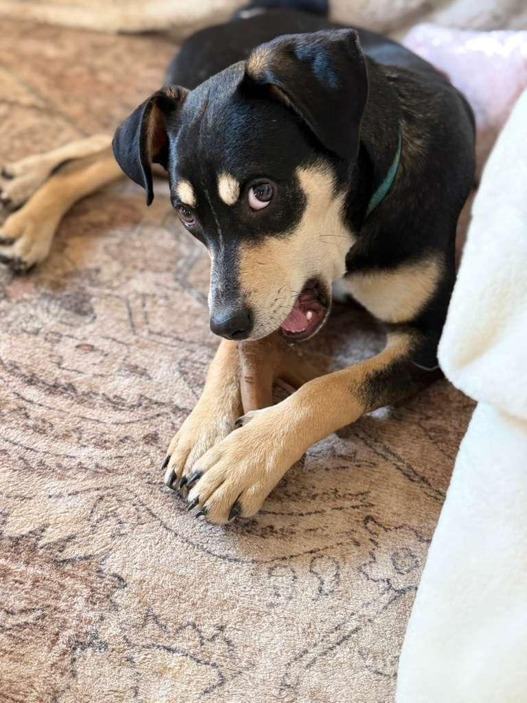 Enlarge PUDGE, an adoptable mixed breed in Riva, MD image 6/6